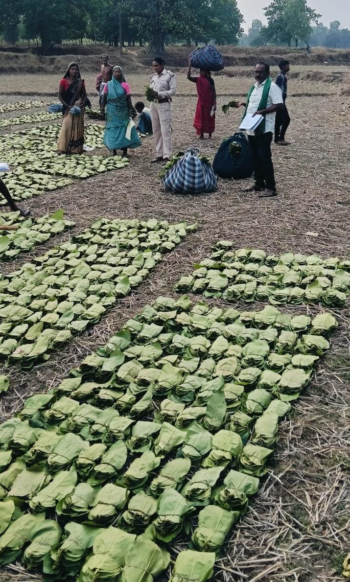 तेन्दूपत्ता संग्राहकों के खातों में पहुंचने लगी बोनस राशि, धरमजयगढ़ जिला यूनियन के 46 हजार 840 संग्राहकों को मिलेंगे 17.43 करोड़ रुपये बोनस राशि