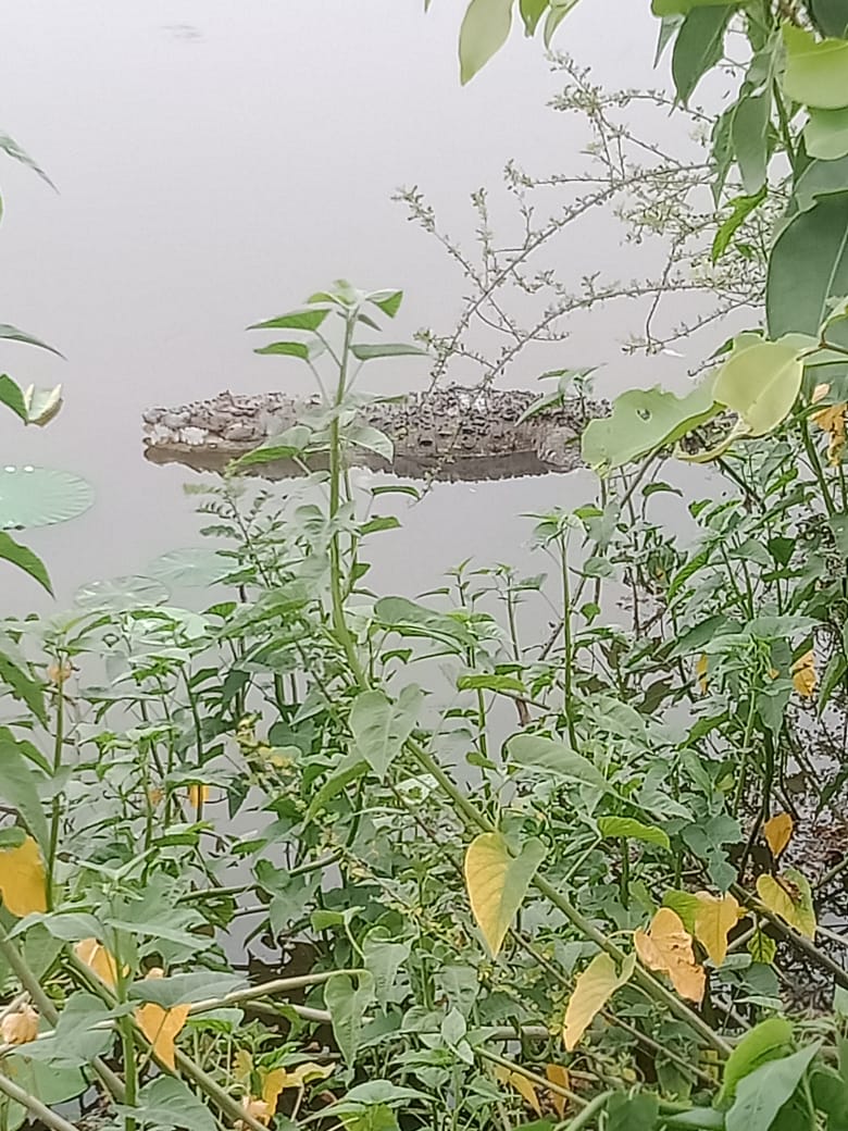 करंट लगने से मगरमच्छ की मौत, शव दूसरे तालाब में फेंका