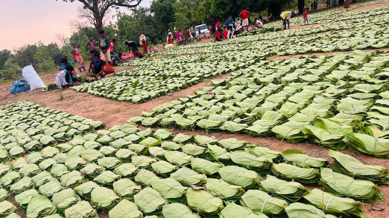 गीदम समिति ने रचा इतिहास, 38 वर्षों में सबसे अधिक कीमत पर बिका तेंदूपत्ता