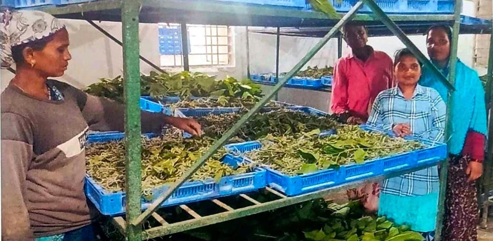 नारायणपुर में रेशम से बुना जा रहा आत्मनिर्भरता का ताना-बाना