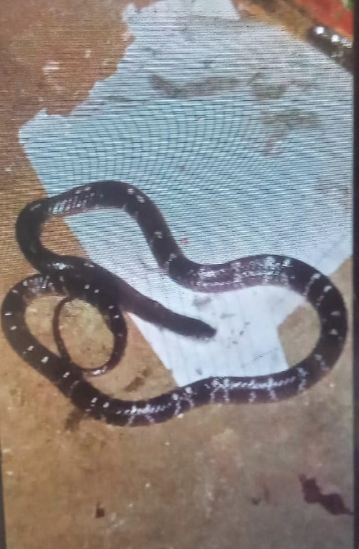 घर में सो रही मासूम पर टूटा काल का कहर.. करैत के डसने से 9 साल की बच्ची की दर्दनाक मौत, परिवार में पसरा मातम