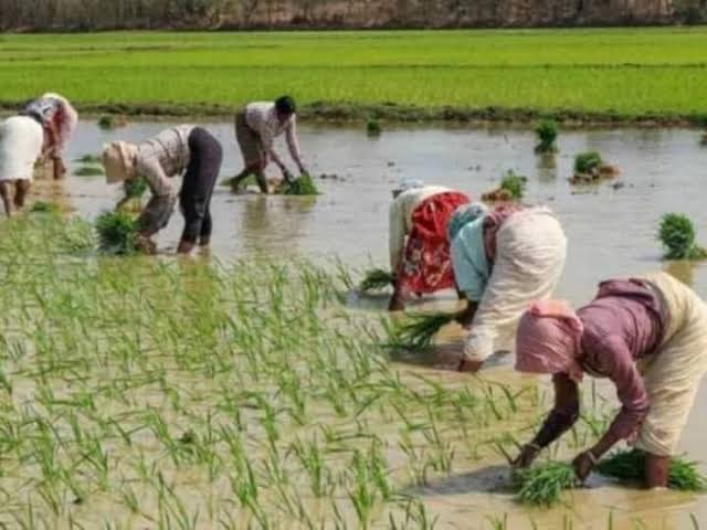खरीफ सीजन में खेती-किसानी ने पकड़ी गति, राज्य में 20.14 लाख हेक्टेयर में धान, कोदो, कुटकी, रागी,तिल, मूंगफली सहित विभिन्न फसलों की बोनी