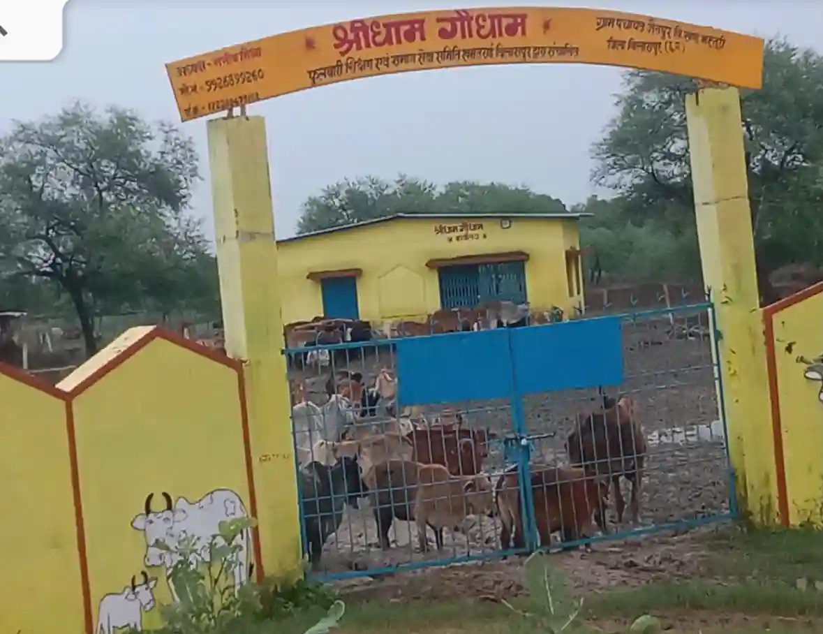 जैतपुरी के गौधाम में रोजाना 6-7 गोवंश की मौत का आरोप, गौसेवकों ने की जिम्मेदार अधिकारियों पर कार्रवाई की मांग