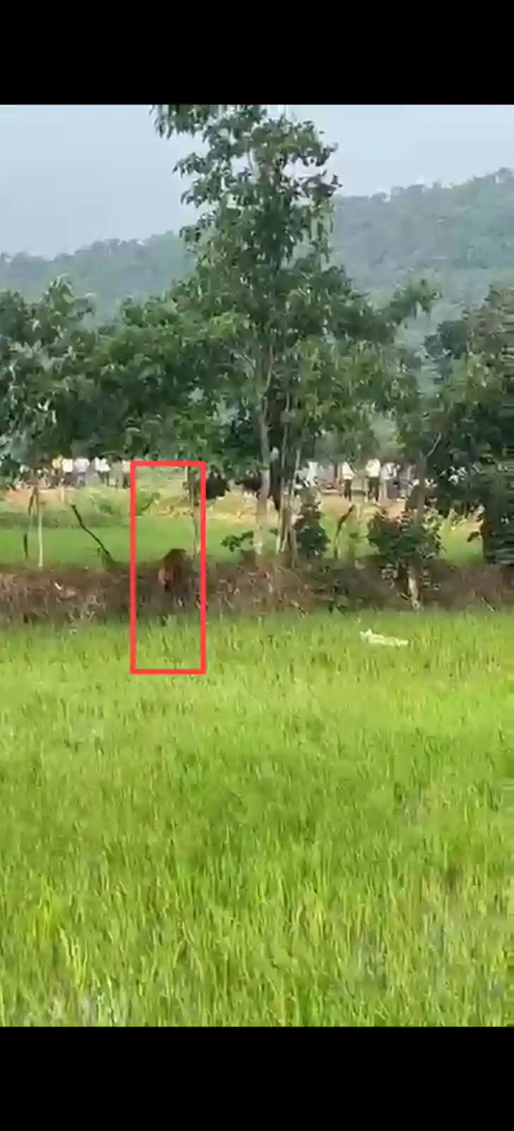 धान के खेतों में घूमता दिखा तेंदुआ, 4-5 बकरियों का कर चुका शिकार, जैतपुरी गांव में दहशत, तेंदुए को पकड़ने रायपुर से मंगाई जा रही ट्रेंकूलाइजेशन गन