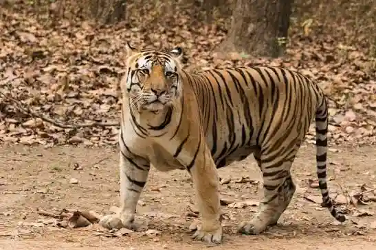 7 दिन बाद ट्रैप कैमरे में कैद हुई बाघिन और शावक, वन विभाग ने बढ़ाई निगरानी
