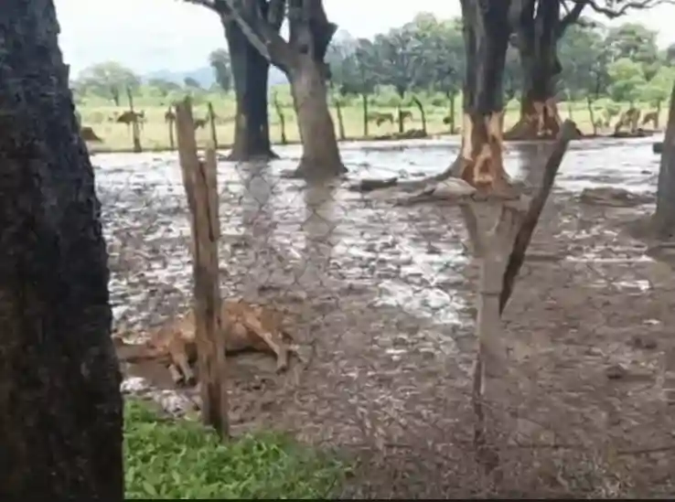 फसल बचाने खुले में रखे 300 मवेशी, ग्रामीणों का दावा- बारिश और ठंड से 30 की मौत