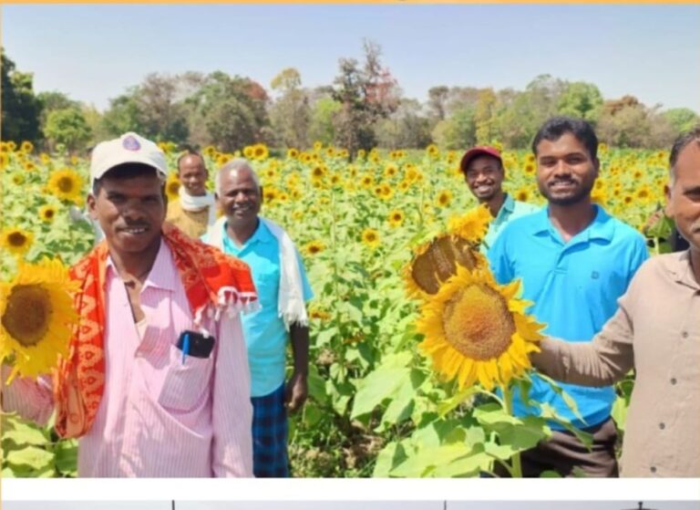 छत्तीसगढ़ में सूरजमुखी की खेती को मिली केन्द्र सरकार की सराहनाकेंद्रीय कृषि मंत्रालय ने कहा छत्तीसगढ़ में खेती का स्वर्णिम अध्याय शुरू