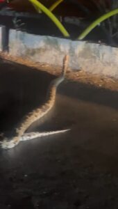 जब विशाल काय अजगर ने मुंगेली में रोक दी ट्रैफिक