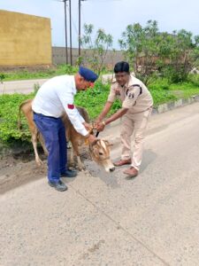 गौवंश सुरक्षा हेतु यातायात पुलिस की सराहनीय पहल – सड़कों पर दुर्घटनाओं की रोकथाम के लिए लगाए जा रहे रेडियम पट्टिकाएं