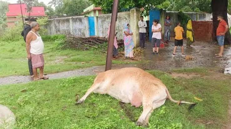 ओखर गौशाला में 25 गायों की मौत, भूख बनाम बीमारी पर बवाल