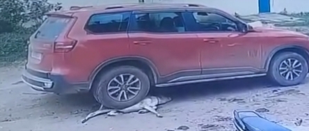 हादसा नहीं, हैवानियत: कार चालक ने बछड़े को तीन बार कुचलकर मार डाला, बरेला में बर्बरता: बछड़े को रौंदकर मौत, आरोपी गिरफ्तार, पुलिस पर बचाने का आरोप