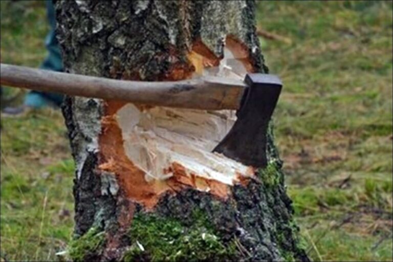 Tree-Cutting-in-Himachal.jpg