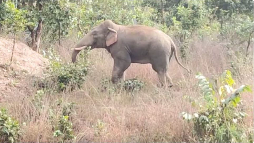 सीपत क्षेत्र में जंगली हाथी का आतंक: महिला की मौत, तीन ग्रामीण गंभीर रूप से घायलशहर की सीमा के नजदीक पहुंचने से दहशत बढ़ी