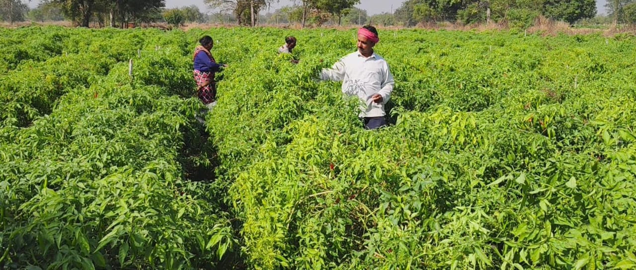 ड्रिप तकनीक से बदली खेती की तस्वीर: धान–मिर्ची की फसल से किसान मुकेश चौधरी को सालाना लाखों की आमदनी