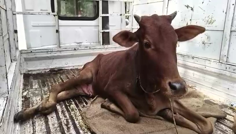 अपाहिज गर्भवती गाय का प्रसव कराने से जिला पशु चिकित्सालय के चिकित्सक ने किया इनकार , जिसके बाद पीड़ित गाय गुहार लगाने पहुंची कलेक्टर के दरबार