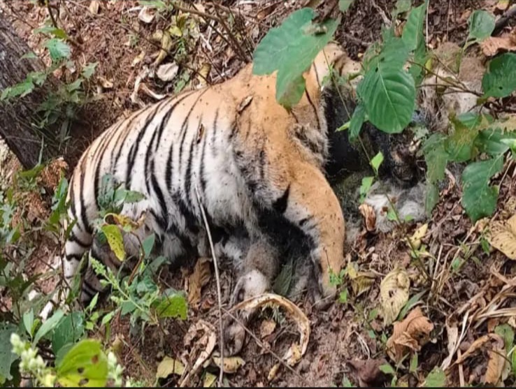 अचानकमार टाइगर रिजर्व में मिला बाघ का सड़ा गला शव, आपसी संघर्ष में मौत की आशंका