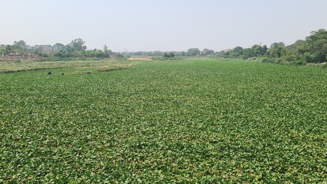 अरपा उत्थान योजना को मिली गति, आर-2 सड़क के लिए 13 करोड़ की मंजूरी, इंदिरा सेतु से शनिचरी रपटा तक दोनों किनारों पर बनेगी फोरलेन सड़क