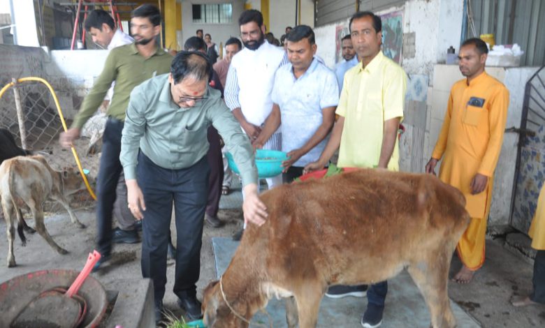 घायल गोवंश की सेवा में जुटी सुरभि गौ सेवा समिति, कलेक्टर ने किया निरीक्षण