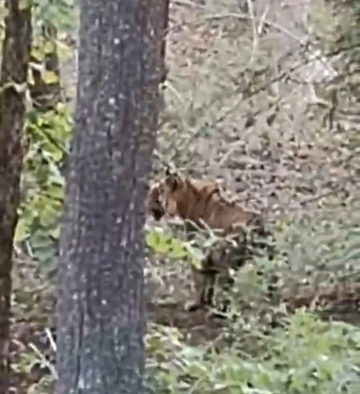 अचानकमार टाइगर रिजर्व में सफारी के दौरान दिखा बाघ, पर्यटकों में रोमांच, वन अमले में उत्साह