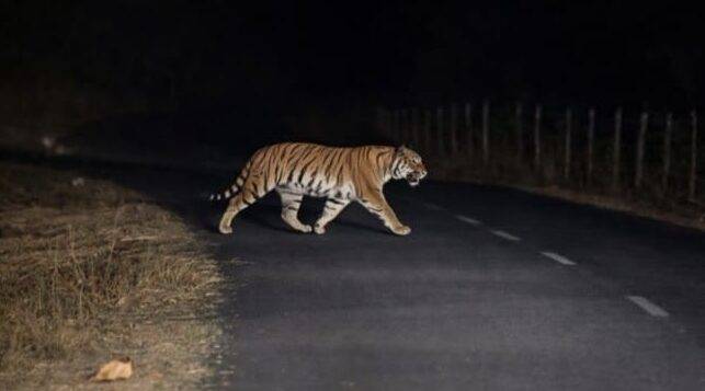 अचानकमार टाइगर रिजर्व से लगे कोटा जंगल में दो शावकों के साथ घूम रही बाघिन