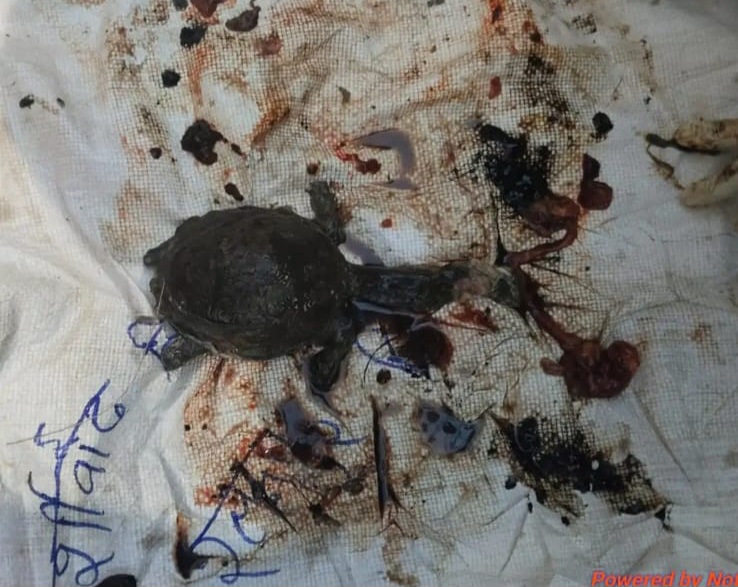 मां महामाया मंदिर कुंड में एक बार फिर चार कछुओं की संदिग्ध मौत, वन विभाग ने शुरू की जांच