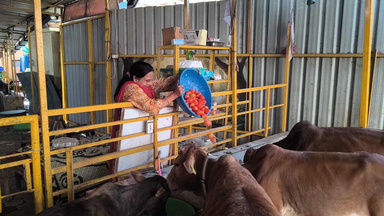 वैवाहिक वर्षगांठ पर गौसेवा: अद्विका सोसाइटी व अरण्य गुरुकुलम ने गौसेवा धाम में किया विशेष भंडारा