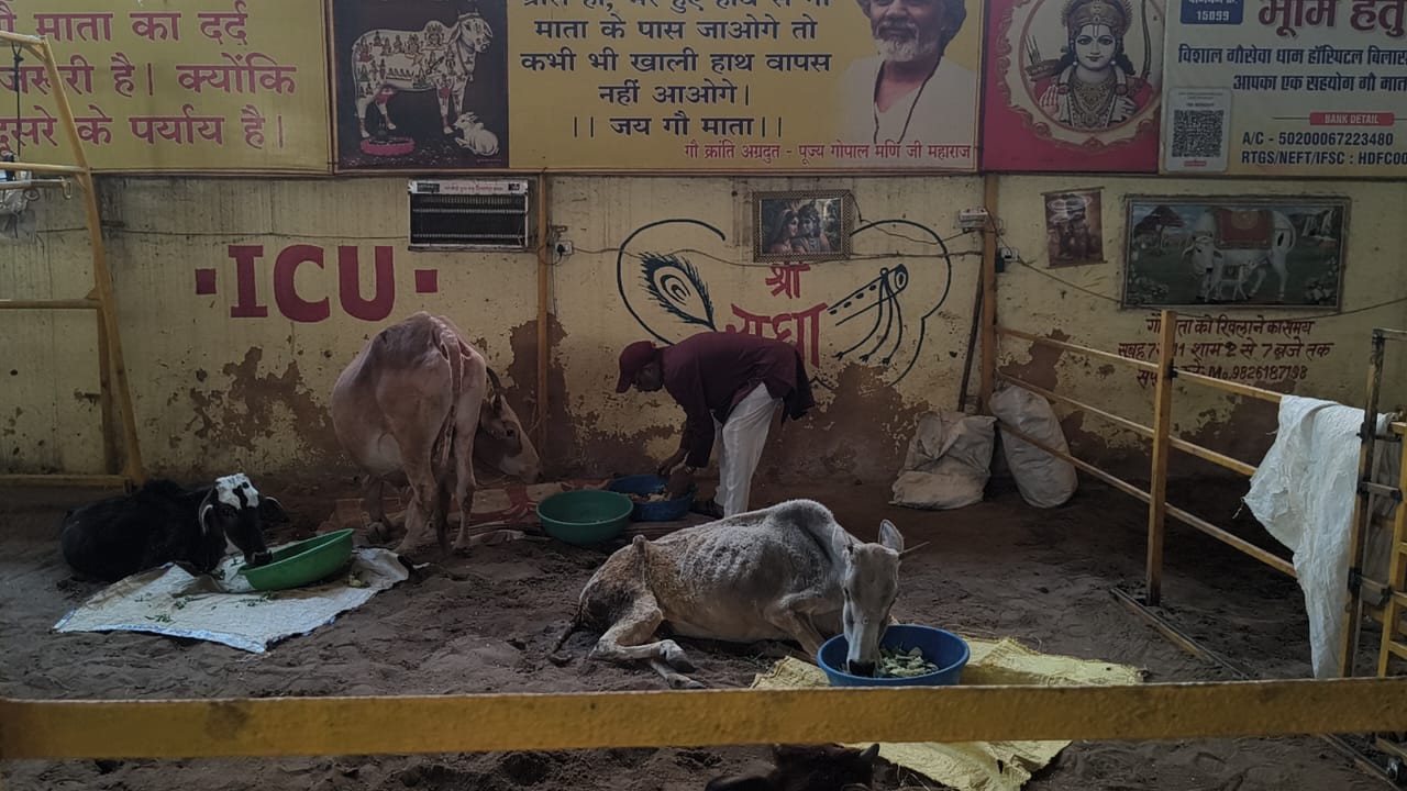 डॉ. धनंजय मिश्रा के जन्मदिन पर गौसेवा धाम में गौ माता के लिए भंडारे का आयोजन