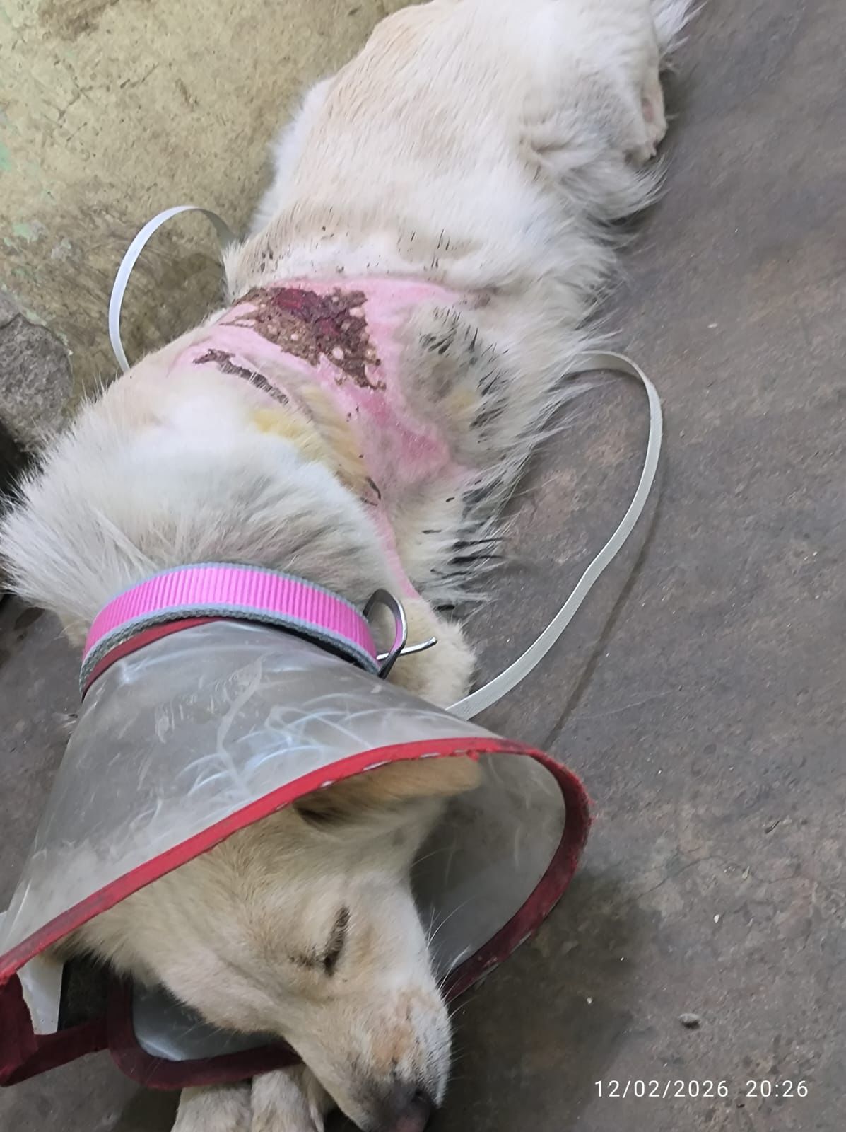 राजधानी रायपुर में पशु क्रूरता का दिल दहला देने वाला मामला , कुत्ते पर डाला खौलता पानी