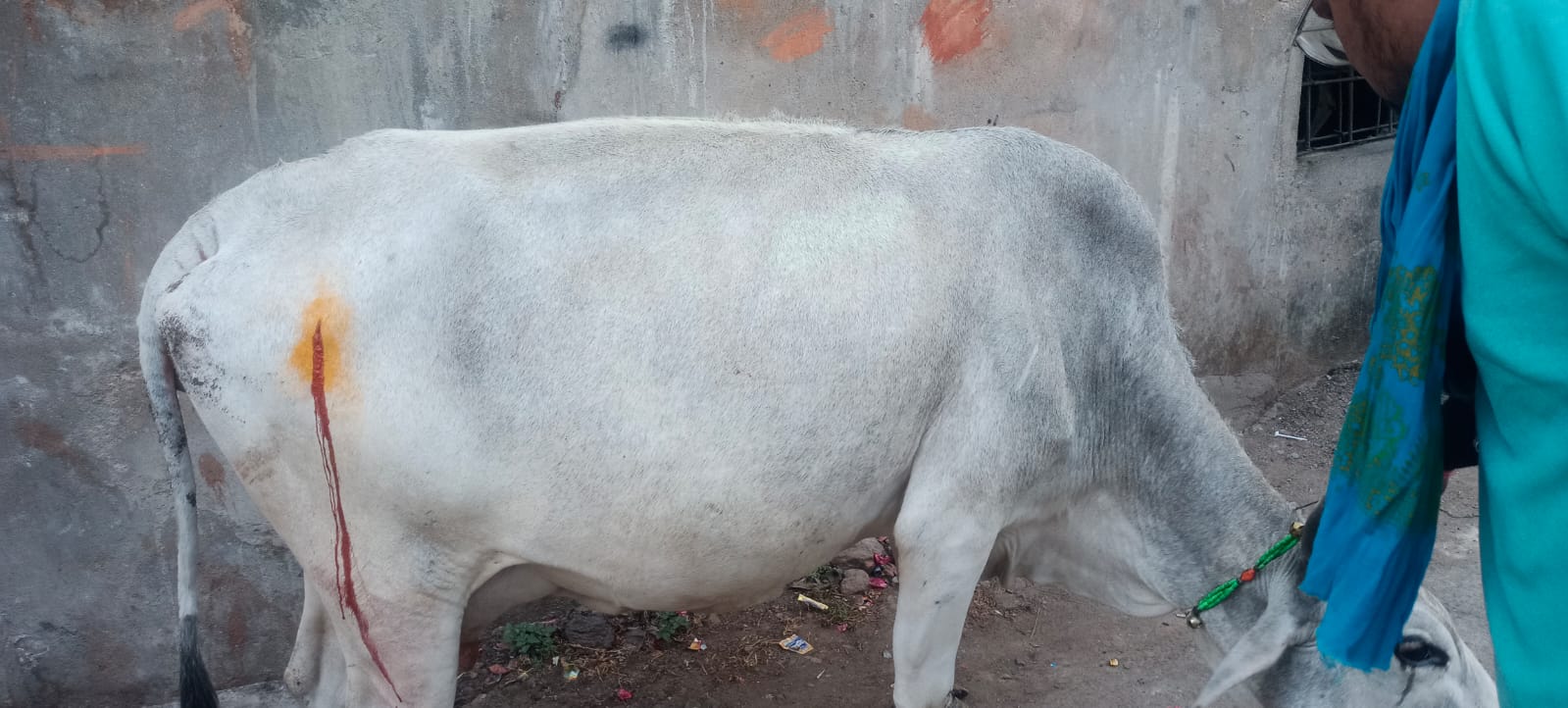 अपने पाशविक नफरत का प्रदर्शन करते हुए बदमाश ने निरीह गाय पर किया चाकू से हमला, हिंदू संगठनों की शिकायत पर आरोपी हुआ गिरफ्तार