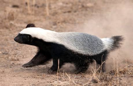 मरवाही के जंगल में दिखा दुर्लभ वन्यजीव हनी बैजर, ग्रामीणों ने मोबाइल में कैद किया जोड़ा, वन विभाग ने सुरक्षित जंगल में छोड़ा