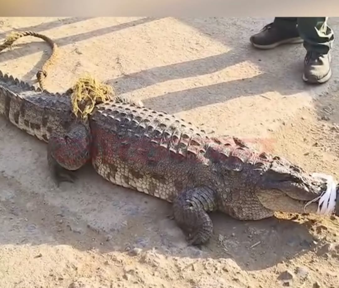 रतनपुर के तालाब में जाल में फंसा आठ फीट का मगरमच्छ