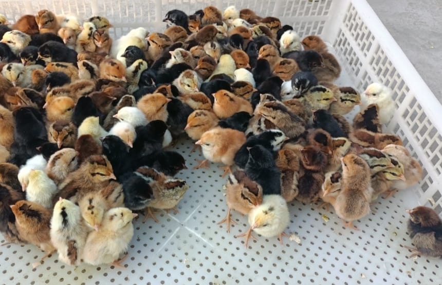 बर्ड फ्लू अलर्ट के बीच ट्रेन से सैकड़ो चूजों के शहर पहुंचने पर मचा हंगामा