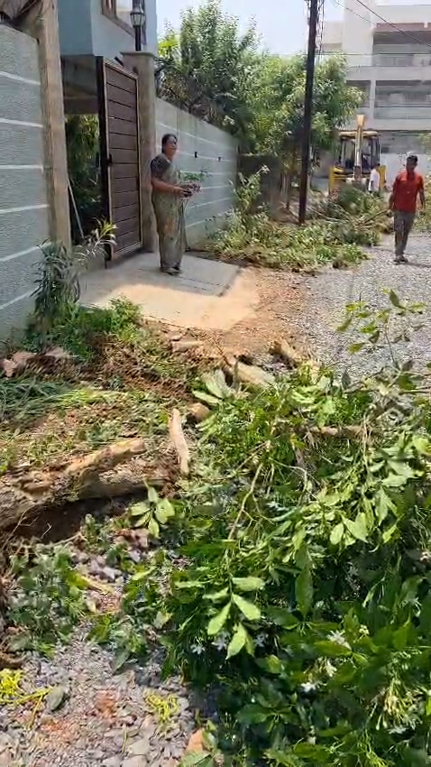 “एक पेड़ मां के नाम” अभियान को झटका: अमलतास कॉलोनी में लगाए पेड़ उखाड़े जाने पर लोगों में आक्रोश