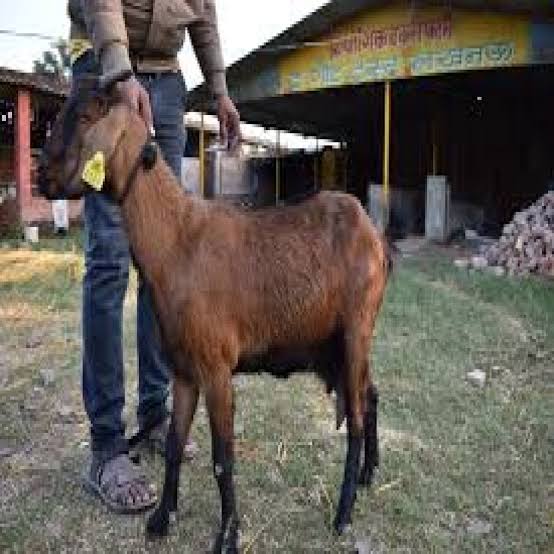 बिलासपुर में चोरी: दीवार में सेंध लगाकर 17 बकरे-बकरियां पार, वारदात CCTV में कैद