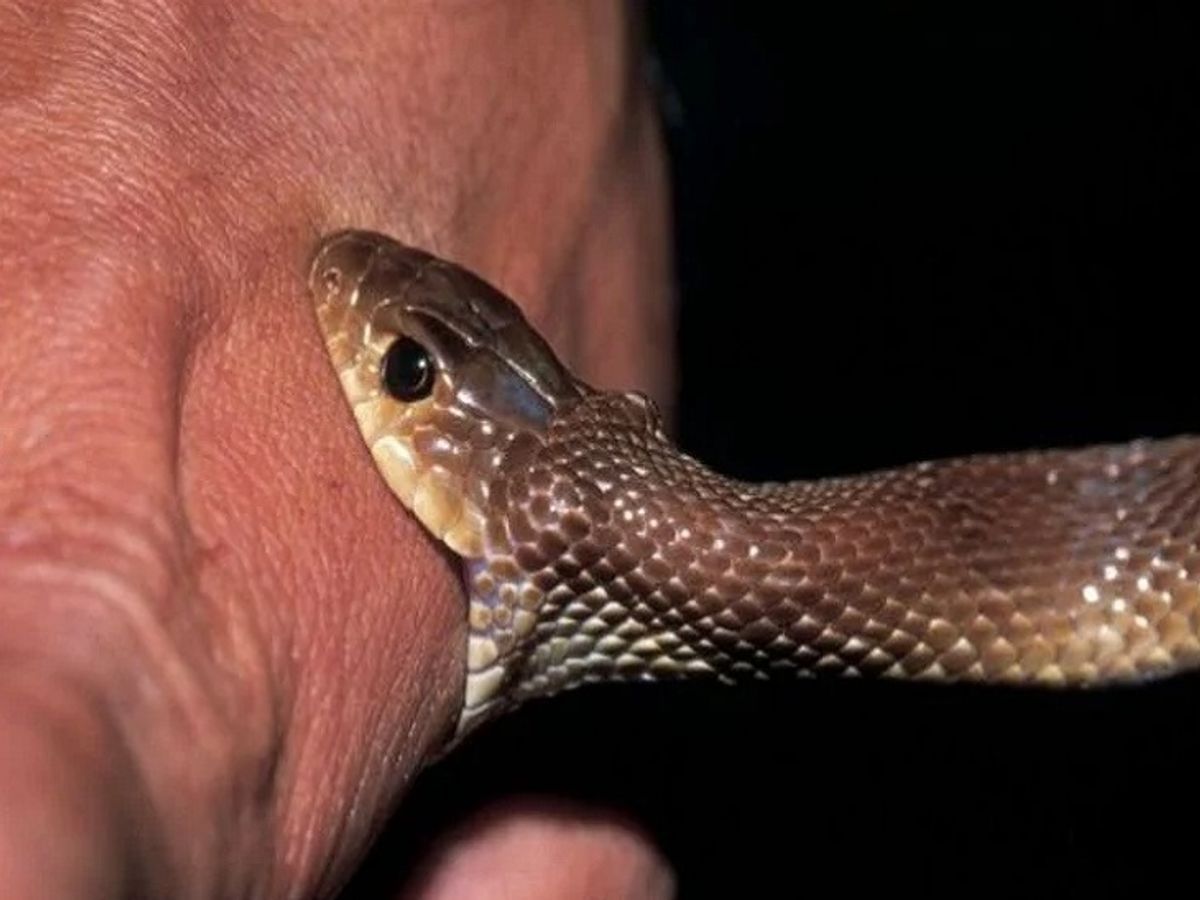 रेस्क्यू करने गए युवक को सांप ने काटा