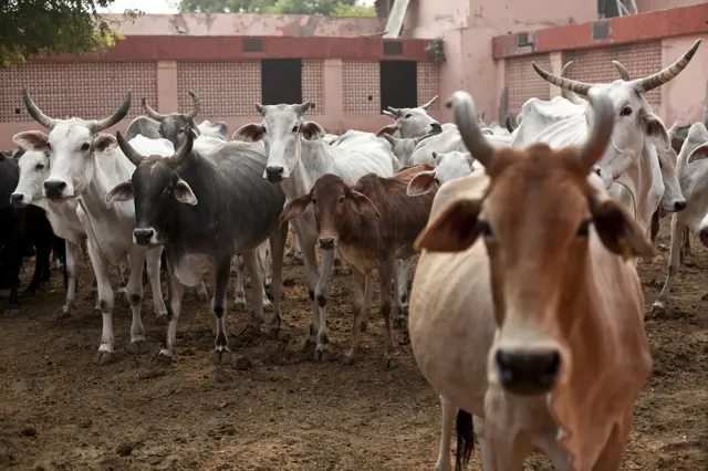 गौ हत्या बंद कराने की मांग के साथ चलाया जा रहा हस्ताक्षर अभियान