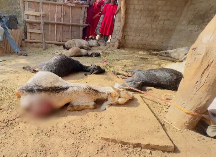 एक रात में पशुपालक के 17 बकरा- बकरियों की मौत, लकड़बग्घा पर संदेह