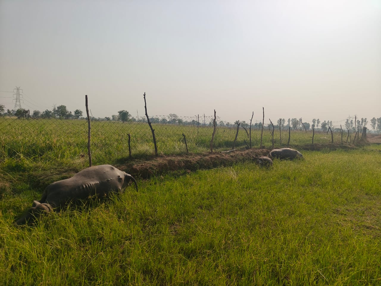 फेंसिंग में करंट दौड़ाने से भैंसों की मौत, वीडियो वायरल होने पर मामला उजागर