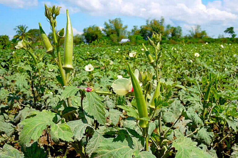 bhindi1.jpg
