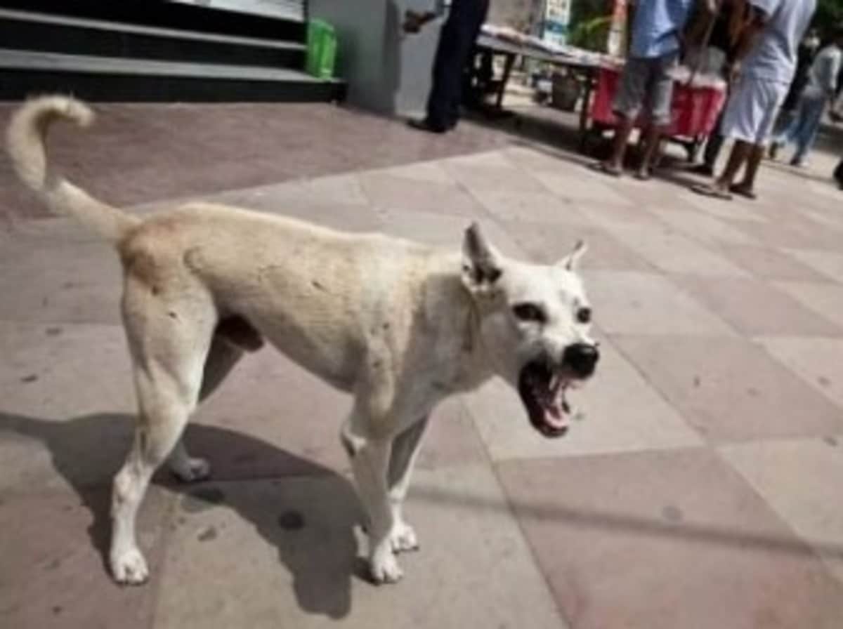 तखतपुर में पागल कुत्ते का आतंक , दर्जन पर से अधिक लोगों को बनाया शिकार