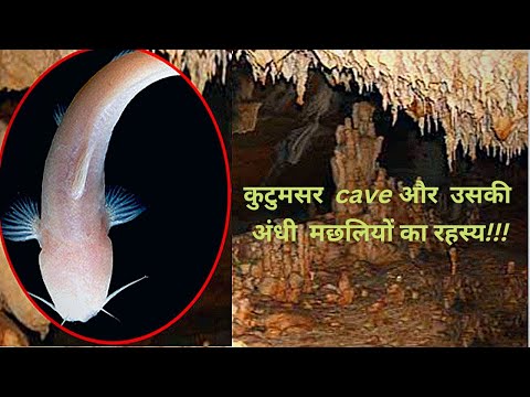 कुटुमसर की रहस्यमयी गुफाएं: जमीन के 55 फीट नीचे फैला तिलस्मी संसार, जहां मौजूद है पूरी तरह अंधी मछलियां, बिलासपुर के शंकर तिवारी ने की थी इसकी खोज