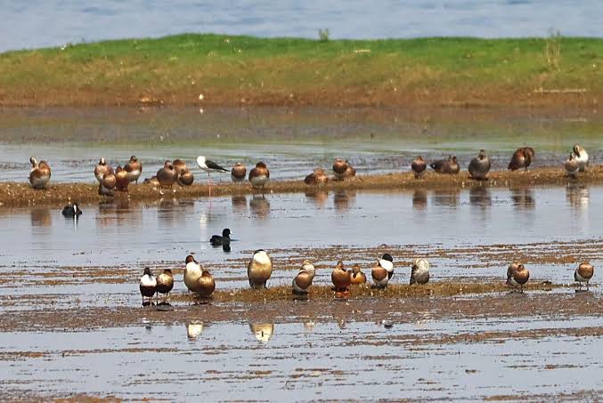 रामसर साइट के पास प्रस्तावित स्टील प्लांट निरस्त, कंपनी ने वापस लिया आवेदन; कोपरा जलाशय की पारिस्थितिकी को मिली राहत