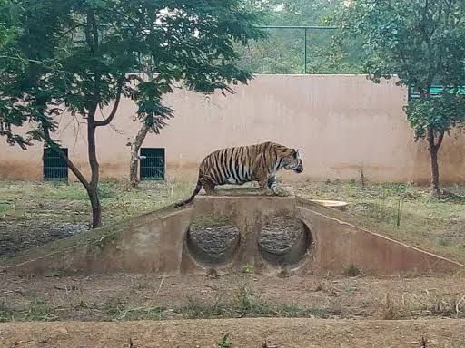 कानन पेंडारी जू में मांसाहारी वन्यप्राणियों के सामने आहार संकट, बर्ड फ्लू के चलते मुर्गियों पर प्रतिबंध