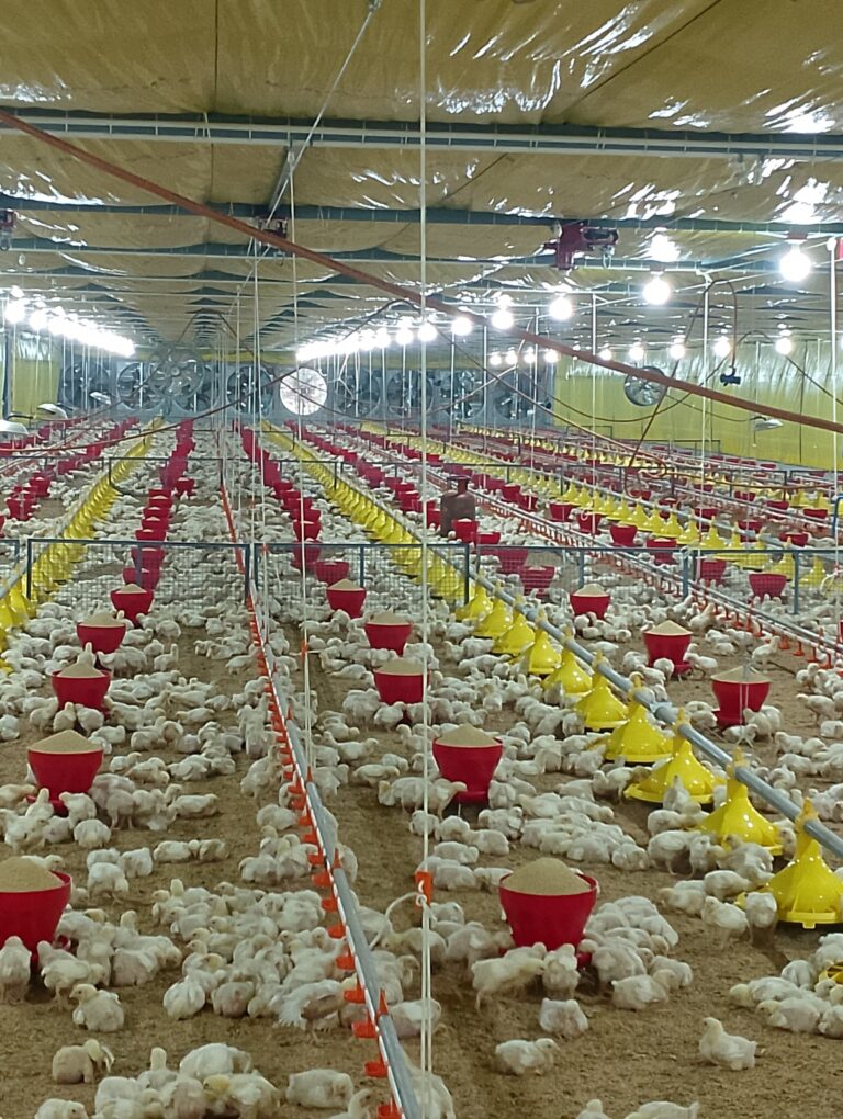 sen-poultry-pailanhat-kolkata-poultry-farms-SMSvKUooUU.jpg