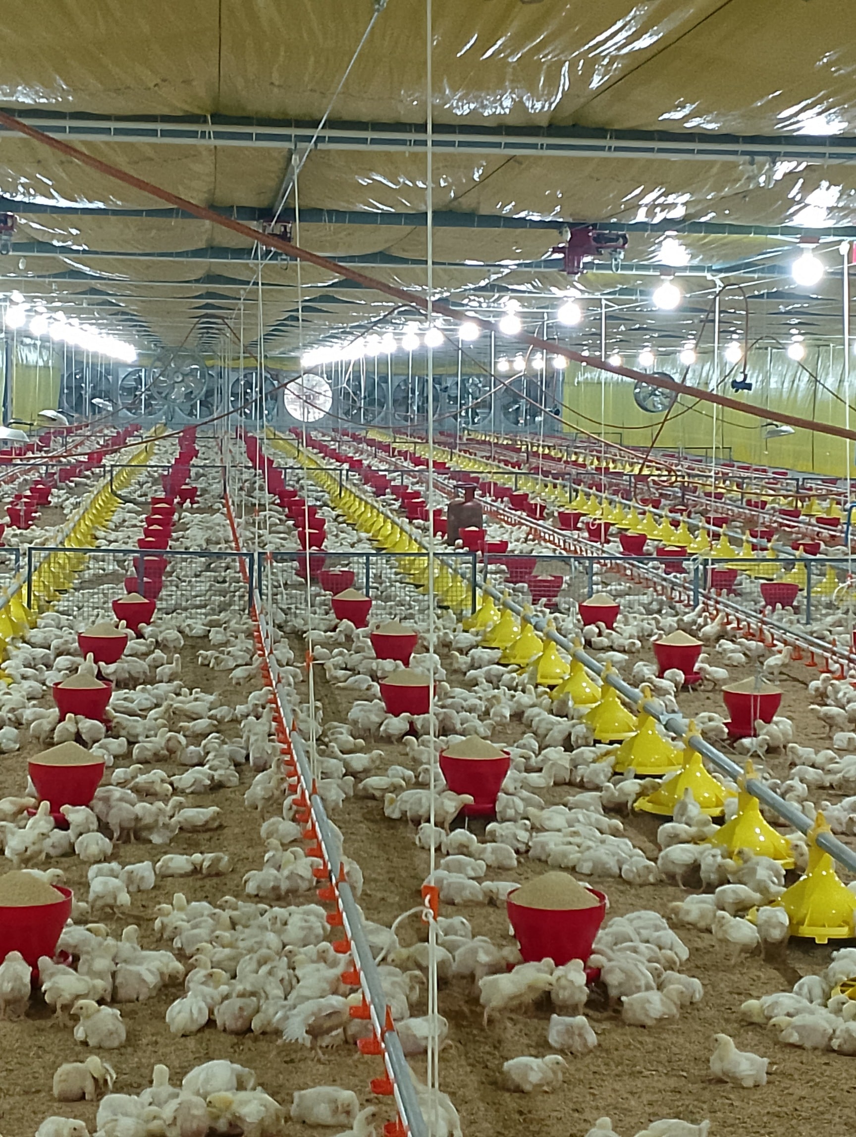 बर्ड फ्लू के बाद भी लापरवाही: सर्विलांस एरिया में पहुंच रहा नया पोल्ट्री स्टॉक, जांच व्यवस्था पर सवाल