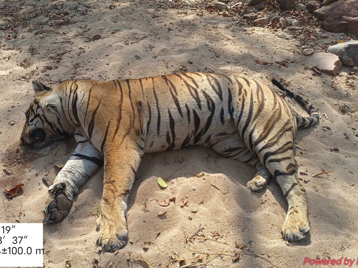 कान्हा में बाघों की मौत से अलर्ट, अचानकमार टाइगर रिजर्व में बढ़ाई गई निगरानी, केनाइन डिस्टेंपर वायरस की पुष्टि, कॉरीडोर से वन्यप्राणियों की आवाजाही पर वन विभाग की नजर