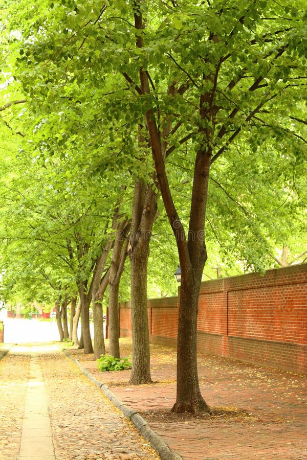 cobble-stone-tree-lined-street-small-historic-old-growth-trees-boarded-brick-wall-portion-philadelphia-104286776.jpg