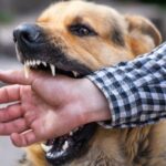 dog-bite-16942558373x2.jpg