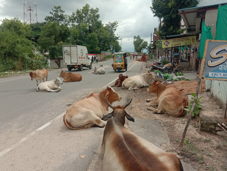 सड़कों पर मिले मवेशी तो होंगे स्थायी रूप से जब्त, प्रशासन ने जारी की चेतावनी