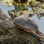 Indian_roofed_turtle_copy_1523x1016.jpg